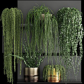 Modern Hanging Basket Green Plant Bonsai Green Plant Hanging Ornaments Combination Garden Wall Ornaments Green Plant Green Plant Wall Plant Vine Creeper Chlorophyte Flower Box 3d model