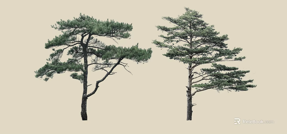 Tall Evergreen Pine Trees With Lush Green Foliage And Distinctive Branch Structures 3d model 