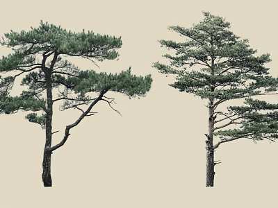 Tall Evergreen Pine Trees With Lush Green Foliage And Distinctive Branch Structures 3d model