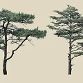 Tall Evergreen Pine Trees With Lush Green Foliage And Distinctive Branch Structures