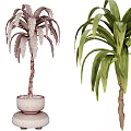 Large Potted Plants With Green Leaves Brown Trunks And White Stone Pots