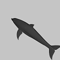 Realistic Dolphin 3D Model With Smooth Skin And Fin Details