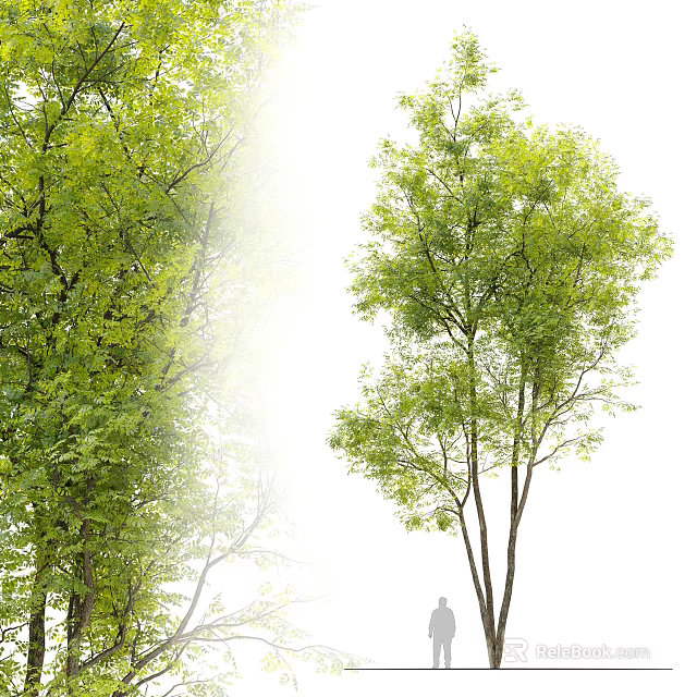 Lush Green Arbor Featuring Dense Foliage And Tall Trunks In Natural Setting 3d model 