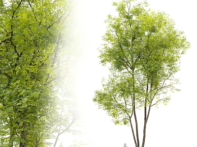 Lush Green Arbor Featuring Dense Foliage And Tall Trunks In Natural Setting 3d model