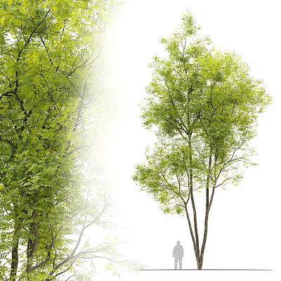 Modern Tree Outdoor Plant Big Tree 3d model Modern Tree Outdoor Plant Big Tree 3d model