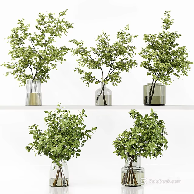 Transparent Glass Vases With Fresh Green Foliage Arranged On White Shelf 3d model 