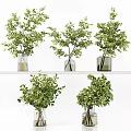 Transparent Glass Vases With Fresh Green Foliage Arranged On White Shelf