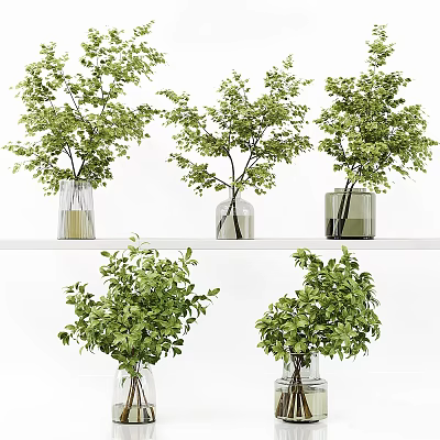 Transparent Glass Vases With Fresh Green Foliage Arranged On White Shelf 3d model