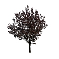 Tree 3d model