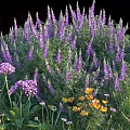 Blooming Purple Lupines With Pink Yellow Flowers And Green Leaves In Garden