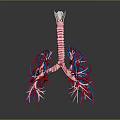 3D Anatomical Model Of Lungs Organ With Trachea And Hair Like Blood Vessels