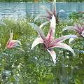 Pink And White Lilies Growing By Calm Water With Green Grass And Wildflowers