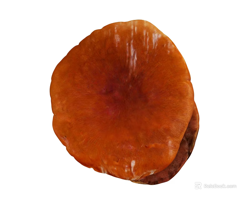 Fresh Organic Orange Red Round Edible Mushroom With Natural Healthy Texture 3d model 