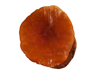Fresh Organic Orange Red Round Edible Mushroom With Natural Healthy Texture 3d model