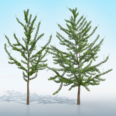 Modern Ginkgo Tree 3d model Modern Ginkgo Tree 3d model
