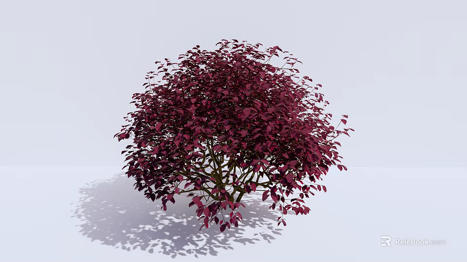 Lush Purple Red Foliage Bush With Round Shape And Shadow On Light Background 3d model 