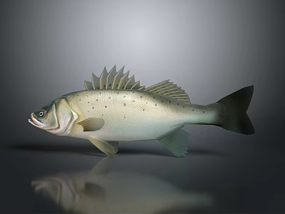 Realistic Silver Spotted Bass Fish on Gray Background With Reflection 3d model