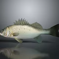 Realistic Silver Spotted Bass Fish on Gray Background With Reflection