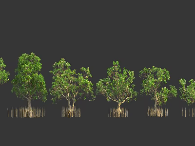 Mangrove Trees with Exposed Root System in Tropical Line Arrangement 3d model
