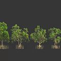Mangrove Trees with Exposed Root System in Tropical Line Arrangement 3d model