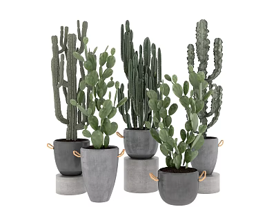 Various Cactus Bonsai Potted Plants In Concrete Pots With Handles For Modern Indoor Decoration 3d model