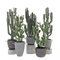 Nordic Cactus 3d model