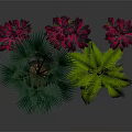 Various Indoor Plants With Green Red Leaves In Brown Pots On Dark Background