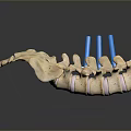 Animal Spine Skeleton With Blue Orthopedic Support Rods And Detailed Bone Structure