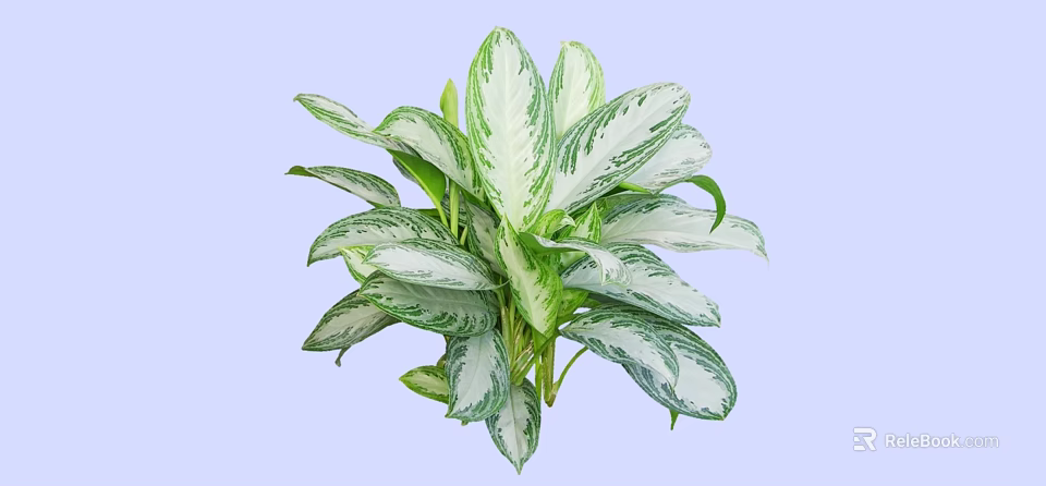 Lush Bush Plant With Green And White Variegated Leaves For Garden Decoration 3d model 