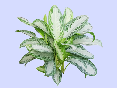 Lush Bush Plant With Green And White Variegated Leaves For Garden Decoration 3d model