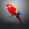 Modern Parrot Xuan Feng Parrot Budgie Shang Parrot 3d model
