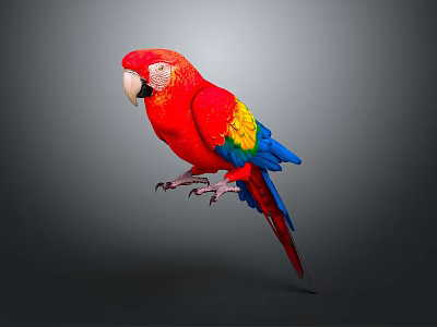 Vibrant Red Parrot With Yellow And Blue Colorful Wings Isolated On Gray Background In Studio 3d model