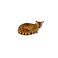 Animal Cat Pet Cat 3d model