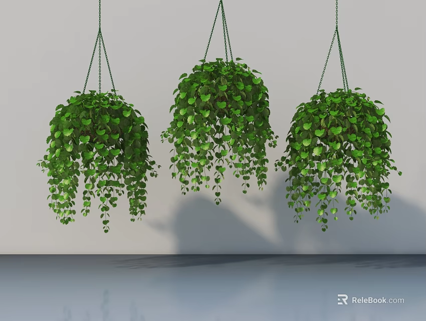 Three Hanging Basket Plants with Green Trailing Foliage Against White Wall Background 3d model 