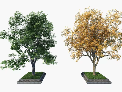 Two Deciduous Trees with Green and Yellow Foliage Planted in Square Bases with Grass 3d model