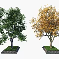 Two Deciduous Trees with Green and Yellow Foliage Planted in Square Bases with Grass
