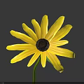 Beautiful Yellow Flower With Bright Yellow Petals Black Center And Green Stem