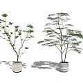 Green Leaf Bonsai Potted Plants In White Ceramic Pots For Indoor Decor