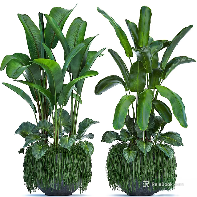 Large Potted Green Plants with Broad Leaves and Decorative Grass Base for Indoor Home Decor 3d model 