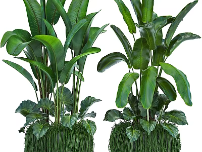 Large Potted Green Plants with Broad Leaves and Decorative Grass Base for Indoor Home Decor 3d model