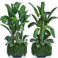 Large Potted Green Plants with Broad Leaves and Decorative Grass Base for Indoor Home Decor