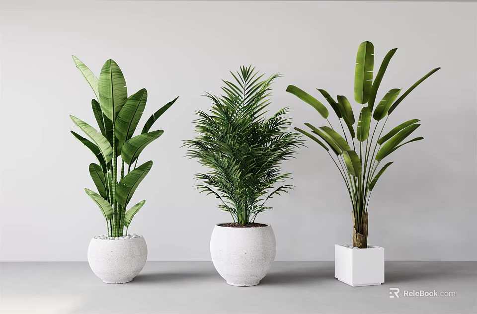 Different Types of Potted Green Plants in White Pots for Indoor Decoration 3d model 