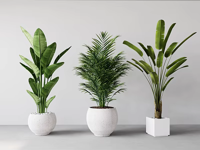 Different Types of Potted Green Plants in White Pots for Indoor Decoration 3d model