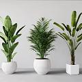Different Types of Potted Green Plants in White Pots for Indoor Decoration