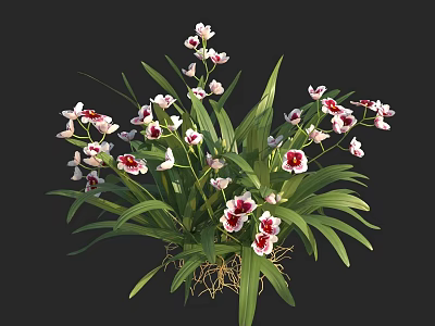 Vibrant White And Pink Flowers With Long Green Leaves And Visible Roots 3d model