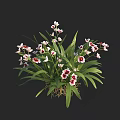 Vibrant White And Pink Flowers With Long Green Leaves And Visible Roots