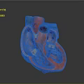 Detailed Anatomical Human Heart Model Medical Device For Medical Education Training