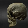 Medical Skull Model As Essential Tool For Anatomical Teaching And Healthcare Training