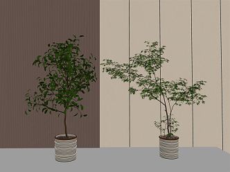 Modern potted green plant bonsai plant combination 3d model