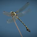 Detailed Yellow And Black Striped Dragonfly Perched On Thin Branch With Blue Background